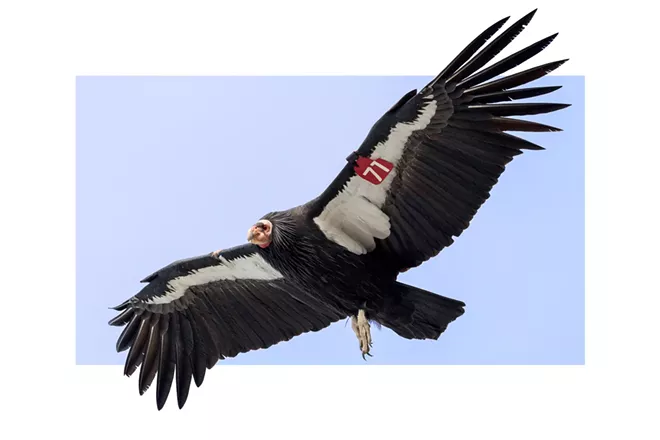 The last scientifically documented sighting of a wild condor in Washington state occurred in 1897. Can they come back? - Vimarsana News