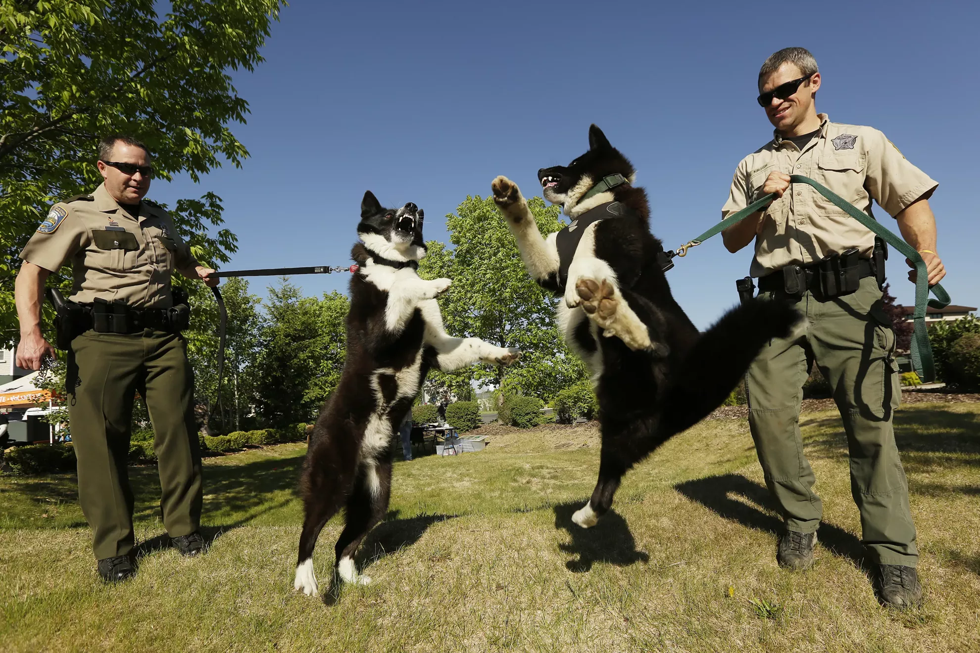 Meet Washington state's Karelian Bear Dogs Slideshows The Pacific