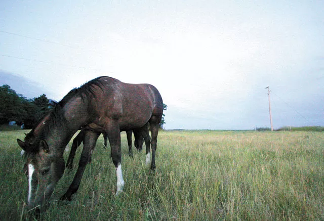 Vets are using stem cell therapy to treat horses with tendon injuries and dogs with arthritis. - YOUNG KWAK
