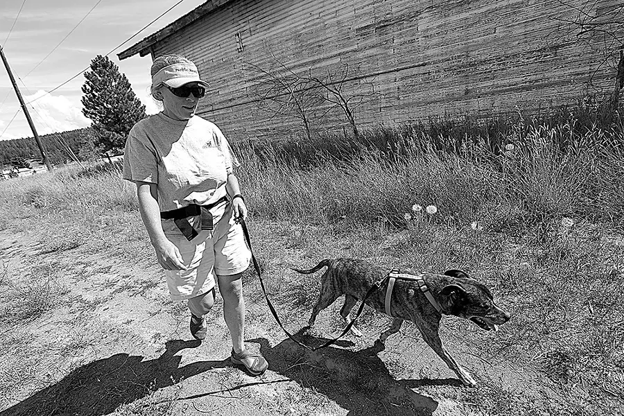 Volunteer Mary Anne Sullivan walks 10-year-old pit bull mix Dozer at the Spokane Humane Society. - YOUNG KWAK