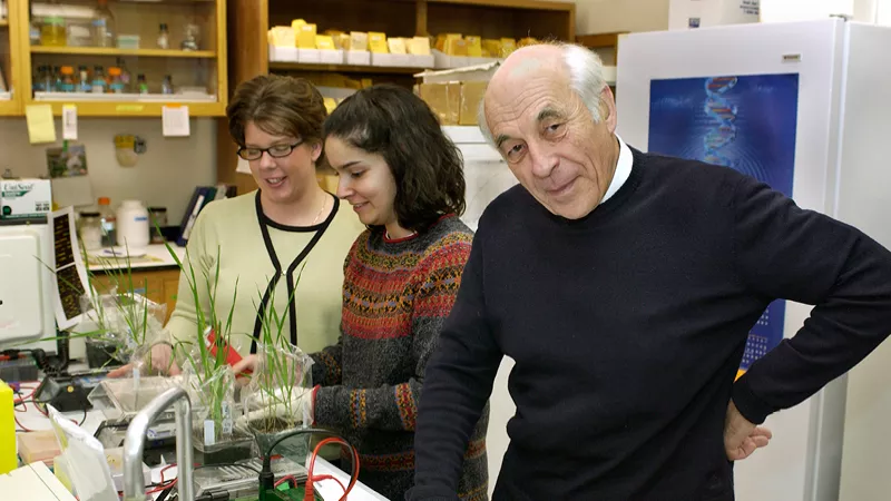 Washington State University ag researcher Diter von Wettstein thinks gluten-free wheat is just a decade down the road. - WSU PHOTO