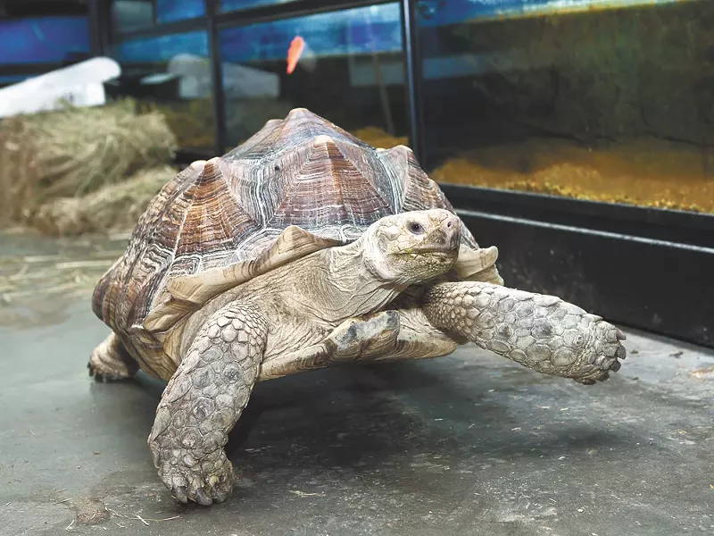 Weighing in at 106 pounds, Thor was treated for a slight respiratory infection. - STEPHEN SCHLANGE