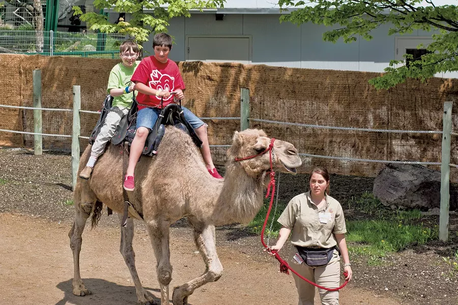 David and Olive riding a camel - COURTESY OF JON SHENTON
