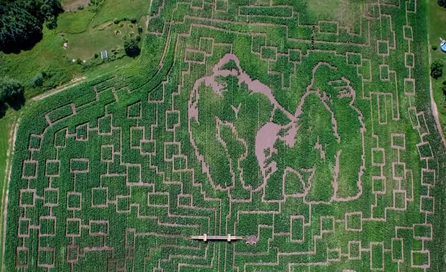 The 2015 Great Vermont Corn Maze from above - COURTESY OF GREAT VERMONT CORN MAZE