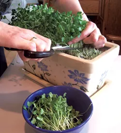 Harvesting - COURTESY OF PETER BURKE
