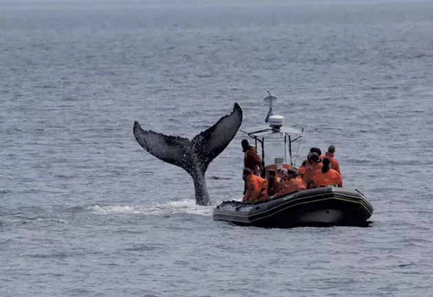 A whale-watching trip - OTIS EXCURSIONS