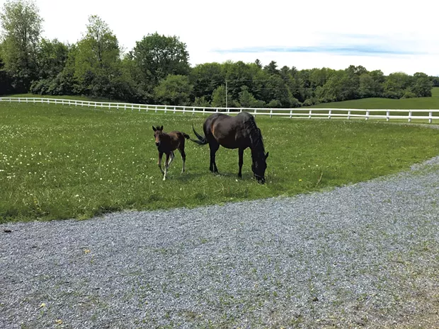 Horses at pasture. - SARAH TUFF DUNN