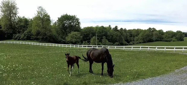 UVM Morgan Horse Farm