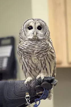 An owl from VINS - COURTESY OF VINS