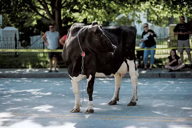 Festival goers gather to watch as Cow Plop Bingo gets underway on Main Street. - SAM SIMON