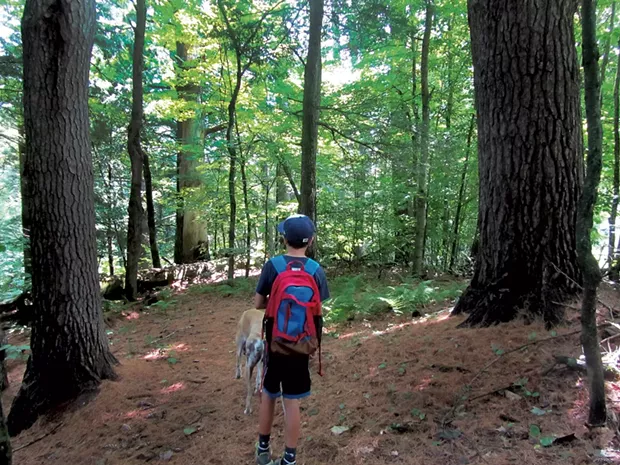 Jesse exploring the massive white pines at Cambridge Pines - COURTESY OF HEATHER FITZGERALD