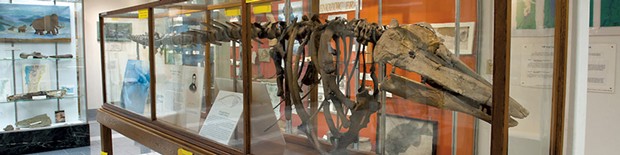 Perkins Museum of Geology - COURTESY