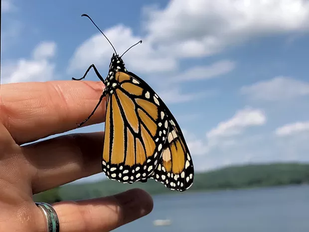 Heather releasing a monarch - HEATHER POLIFKA-RIVAS
