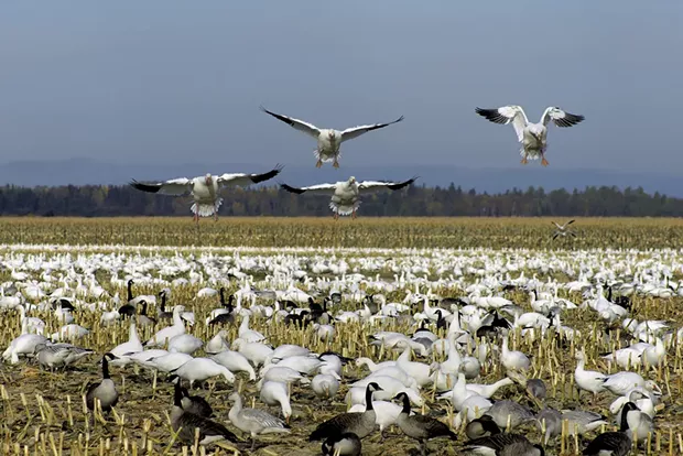 Snow geese - MIRAGE3 | DREAMSTIME.COM