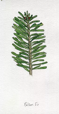 Balsam fir - JEANIE WILLIAMS