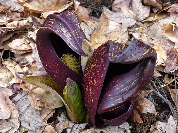Skunk cabbage - © JUSTNATURECHANNEL | DREAMSTIME