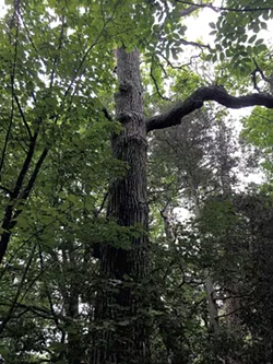 Trees at Button Bay State Park - COURTESY OF LAUREN ESSERMAN