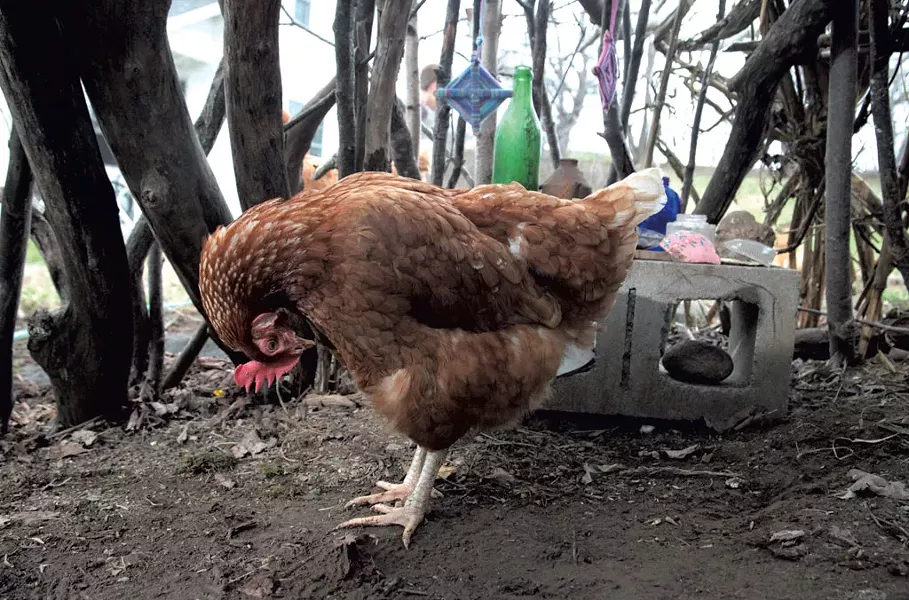 The family’s chicken inside the teepee - MATTHEW THORSEN