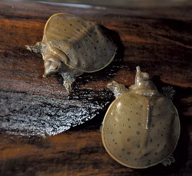 Softshell turtles - COURTESY OF ECHO