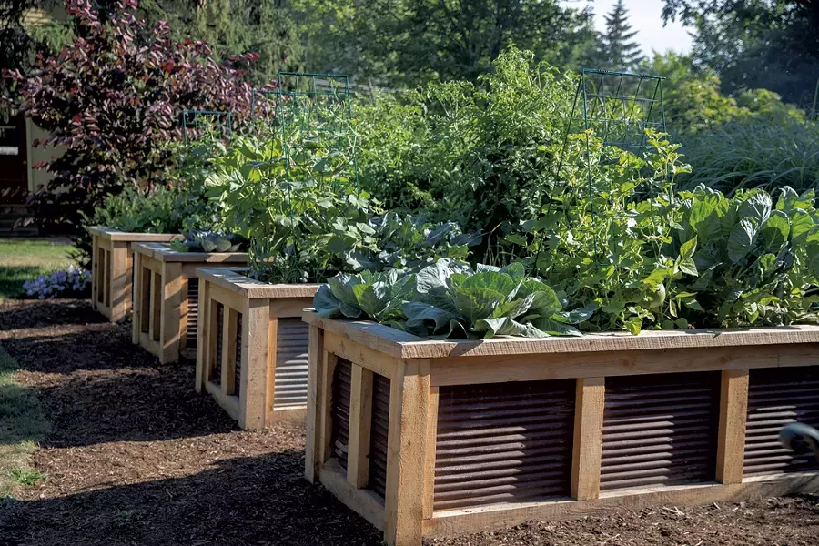 Lush, organic vegetables pack four raised beds. - JAMES BUCK