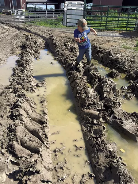 Remy dances in the mud - MARY ANN LICKTEIG