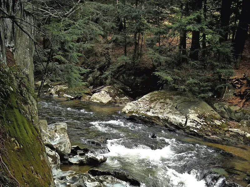 A hemlock forest in Old Mill Park in Jericho - HEATHER FITZGERALD
