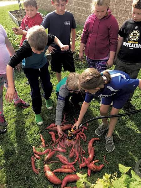 Students at Thetford Elementary School cleaning sweet potatoes - COURTESY OF THETFORD ELEMENTARY SCHOOL