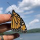 Learning Lessons from Monarch Butterflies