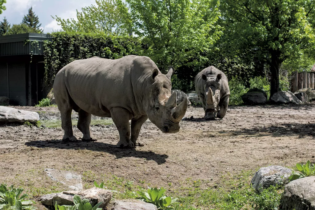 Vermont Daycations Granby Zoo & Colchester Pond Features Kids VT