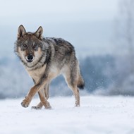 Endangered wolves found trapped in footholds in the U.P., one found fatally shot