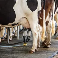 Some Michigan cows are contaminated with PFAS, but the state won't test milk