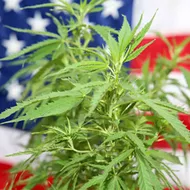 Politics and marijuana intertwine in 2020
