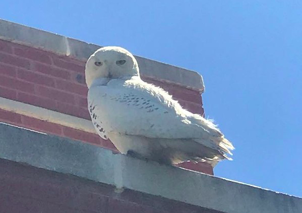 WYANDOTTE POLICE DEPARTMENT FACEBOOK PAGE