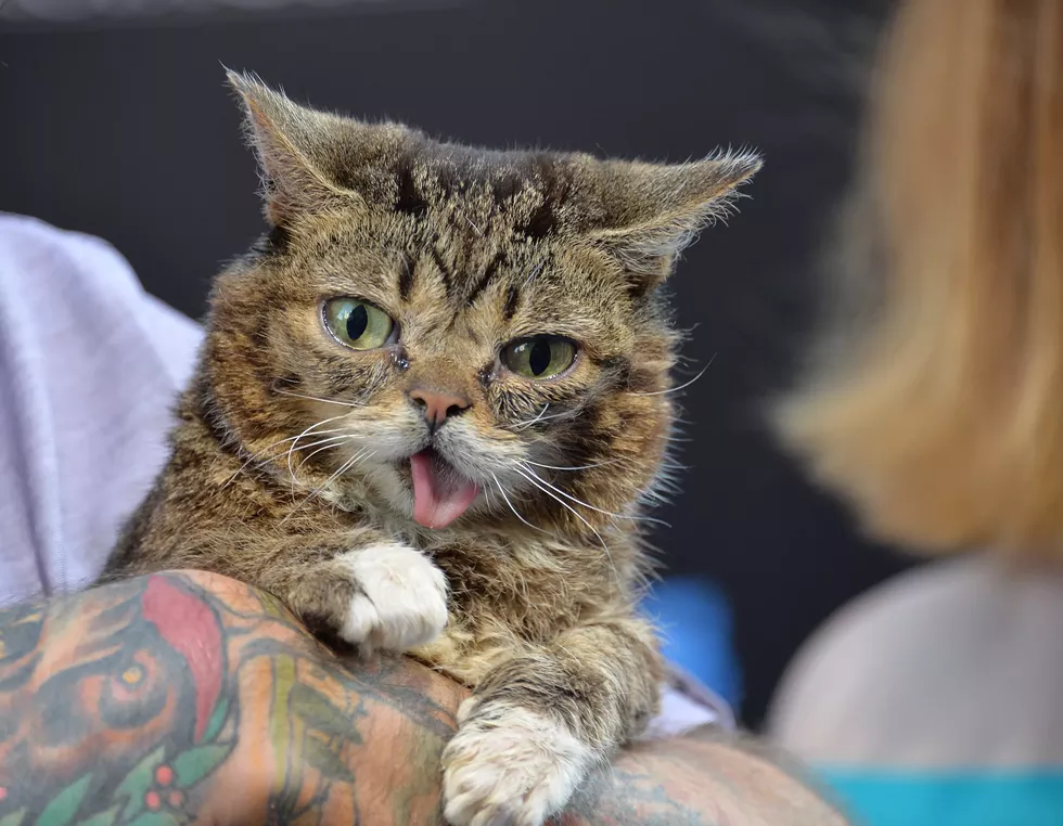 Lil Bub. - SHUTTERSTOCK.COM