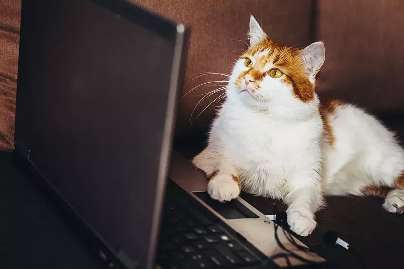 CatVideoFest, Detroit Film Theatre, Feb. 22-23. - SHUTTERSTOCK.COM