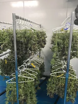 High-tech meets low-tech: marijuana dries on plastic hangers at C3 Industry's grow facility. - LARRY GABRIEL