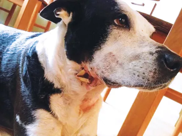 Millie, after being shot by a Detroit police officer in 2015. - PHOTO COURTESY OF ALISON LEWIS.