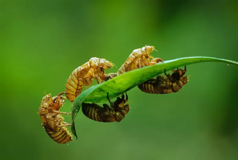 The cicadas in Brood X will leave behind nymphal exoskeletons as they emerge from the underground. - SHUTTERSTOCK