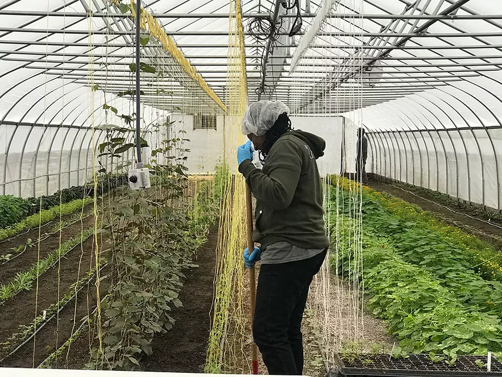RecoveryPark's pilot farm. - ANNA KOHN