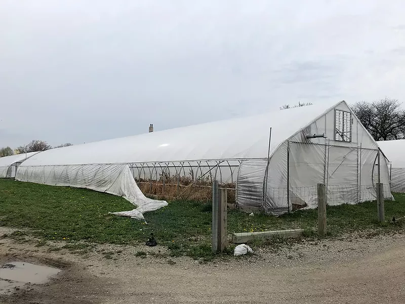 On a recent visit, Metro Times found six of the eight hoop houses were empty, filled with dead vegetation and some trash, their plastic walls torn open. - LEE DEVITO