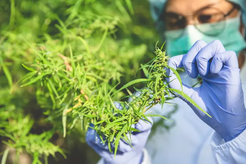 Michigan researchers receive grants to study the effects of marijuana on veterans. - SHUTTERSTOCK