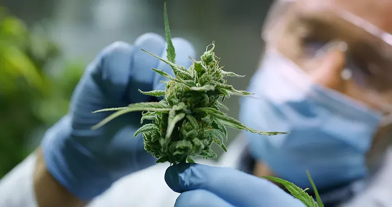 “As research continues and more funding becomes available, the sky’s the limit on - what cannabinoids will find and how they respond to the body and the mind,” - Robert Dodge, owner and CEO of Ubaked, tells Metro Times. - SHUTTERSTOCK