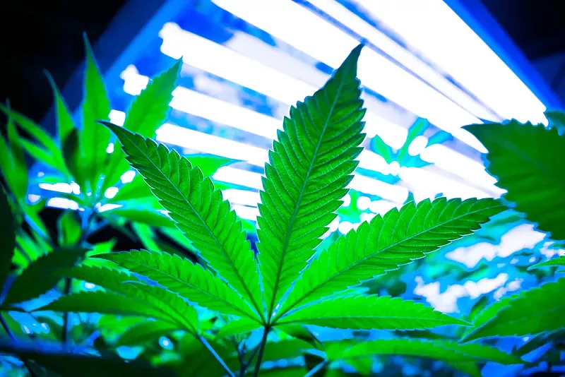 Cannabis corporations want to crack down on caregivers who grow their pot at home. - SHUTTERSTOCK.COM