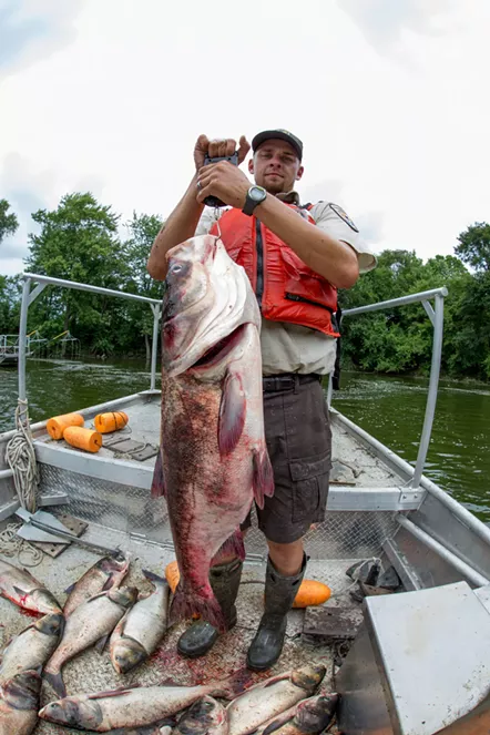 A biologist weighs a bighead carp. - RYAN HAGERTY/U.S. FISH AND WILDLIFE SERVICE