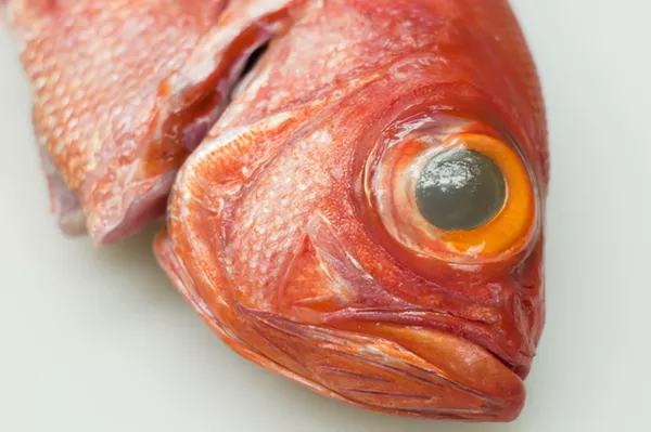 Alfonsino at Motor City Seafood. - TOM PERKINS