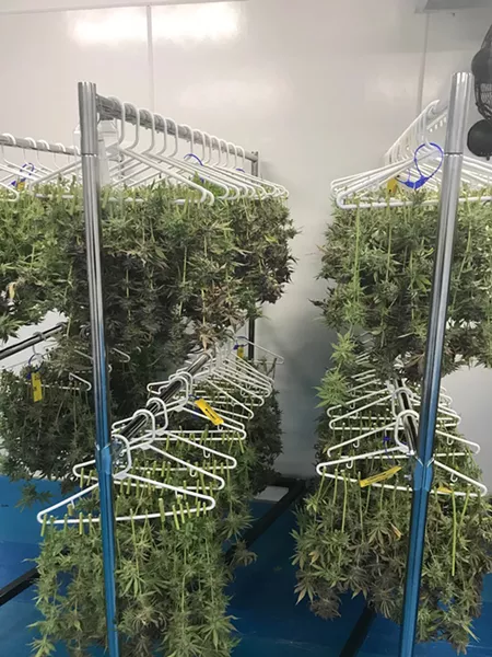 High-tech meets low-tech: marijuana dries on plastic hangers at C3 Industry's grow facility. - LARRY GABRIEL