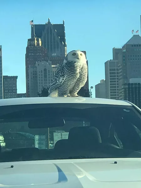 A snowy owl perches on the roof of a car outside of a post office in Detroit. - PHOTO BY KIMBERLY FANTROY, COURTESY OF DETROIT AUDUBON