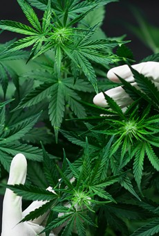 A person holds cannabis plants.