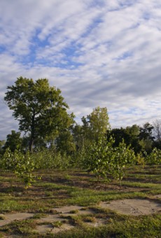Trees planted on vacant land as part of Hantz Farms.