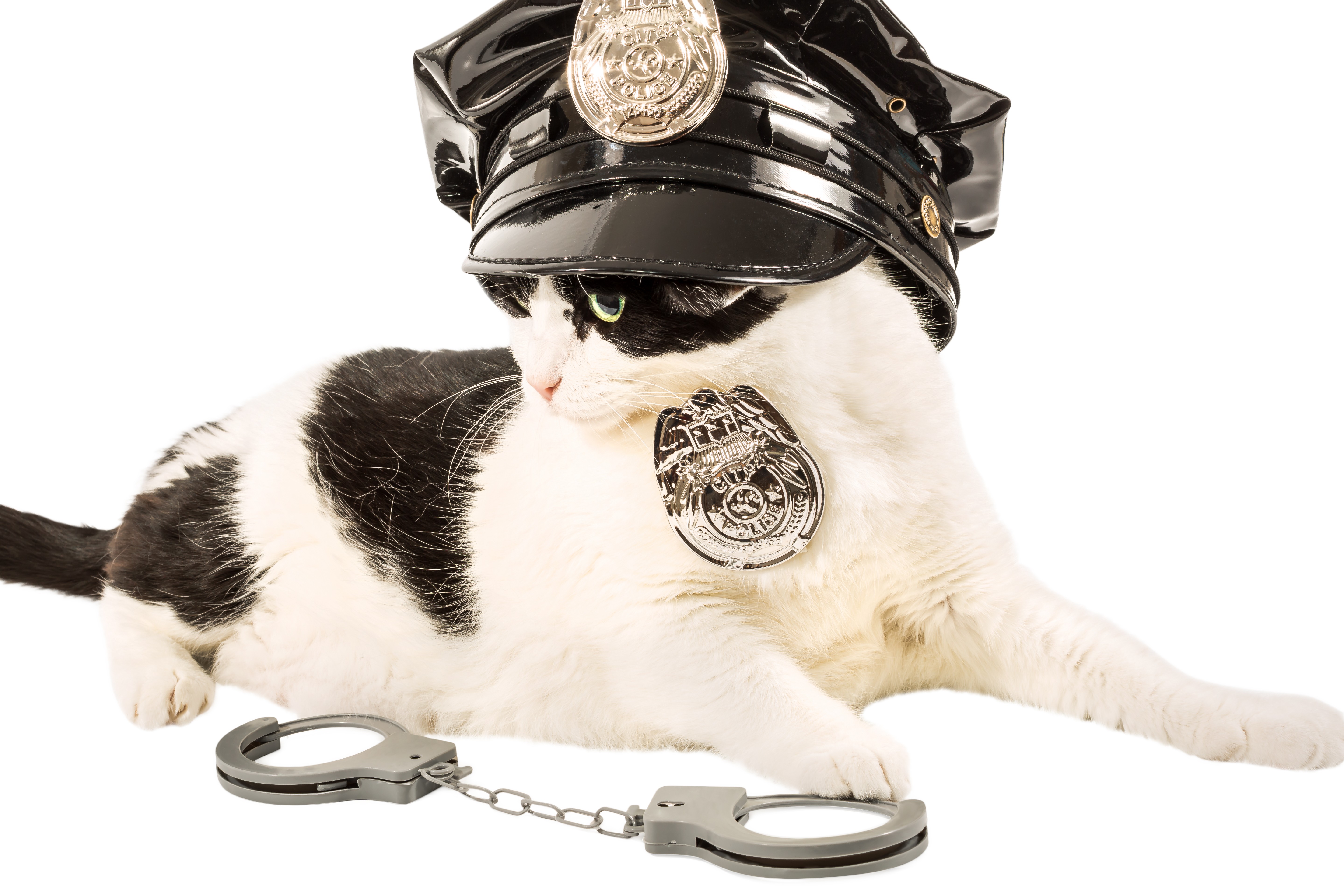 Katze Als Polizist Bilder